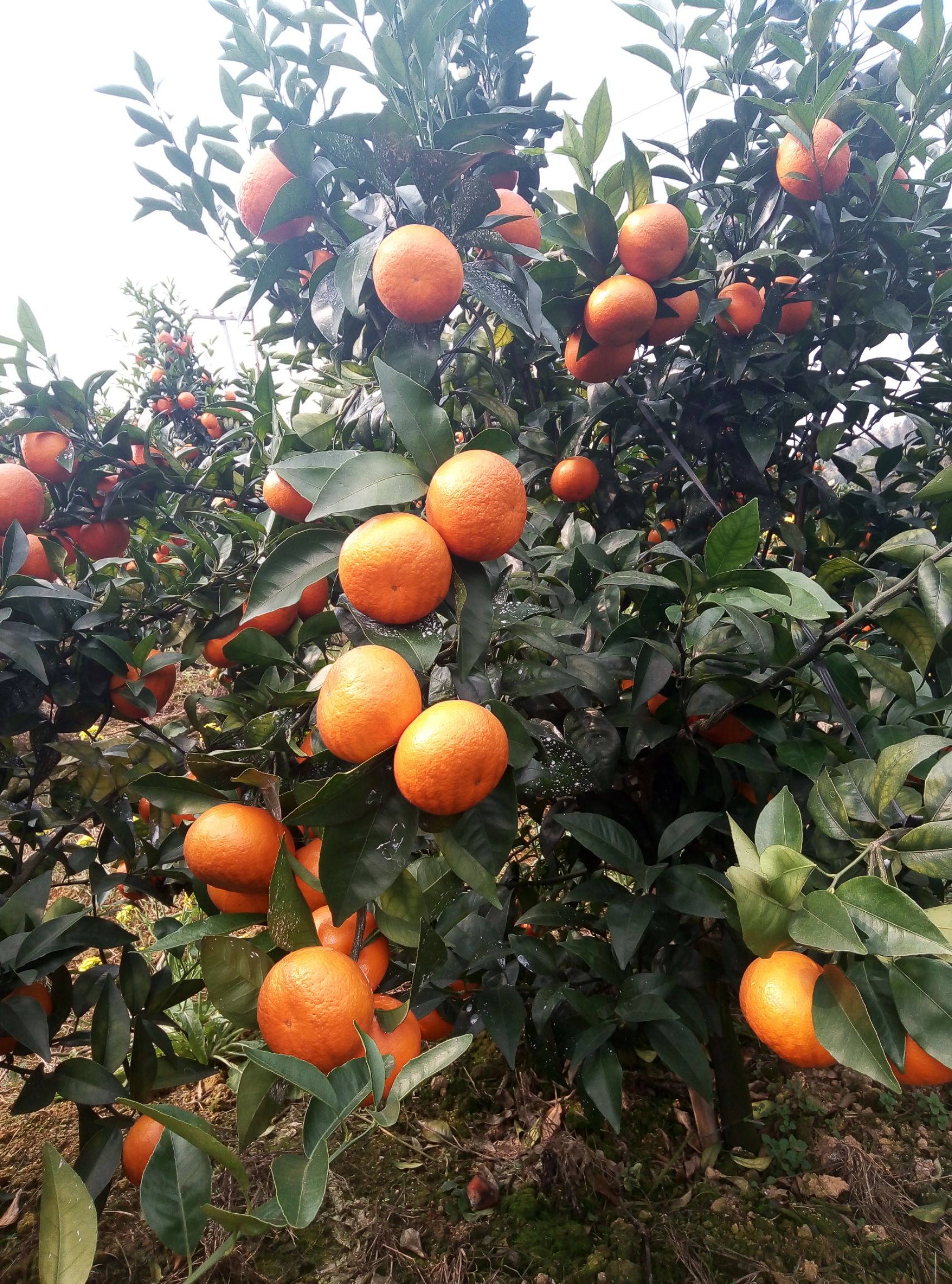  沃柑专业代办——桂林市沃柑