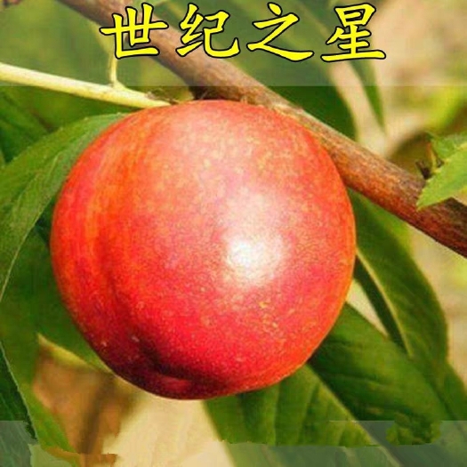 平邑县世纪之星油桃苗质量保证品质优良保湿发货基地直供假一赔十