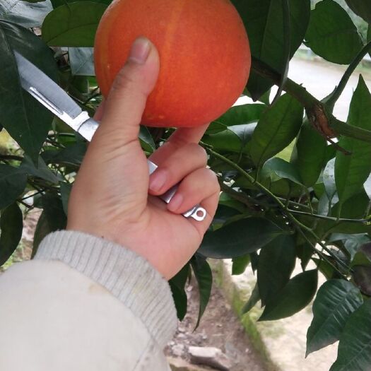 重庆市塔罗科血橙 血桔 长寿血脐批发，视频看货，产地直供，支持线上保证交易