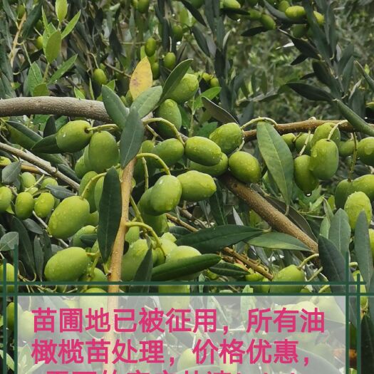陇南 苗圃地已被征用所有油橄榄苗处理，价格优惠，需要的客户从速！！
