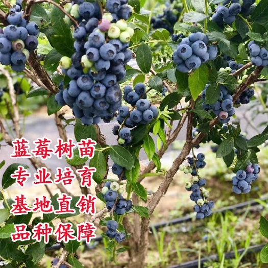平邑县蓝莓苗树苗绿宝石蓝莓薄雾蓝莓苗南北方种植当年结果