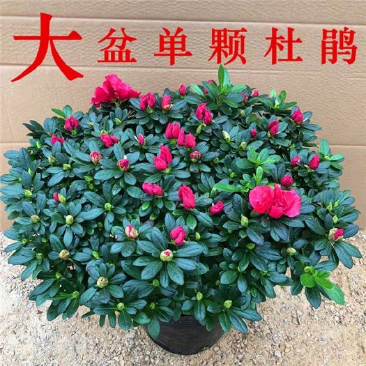 沭阳县杜鹃红 杜鹃花