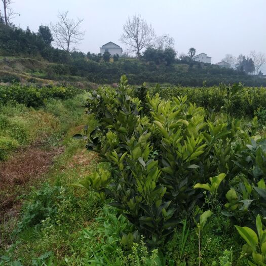 保靖县脐橙树苗 嫁接苗 0.5~1米