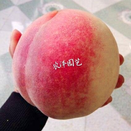 金秋红蜜桃苗  金秋红蜜桃树苗 大毛桃苗耐运晚熟冬桃苗 冬雪