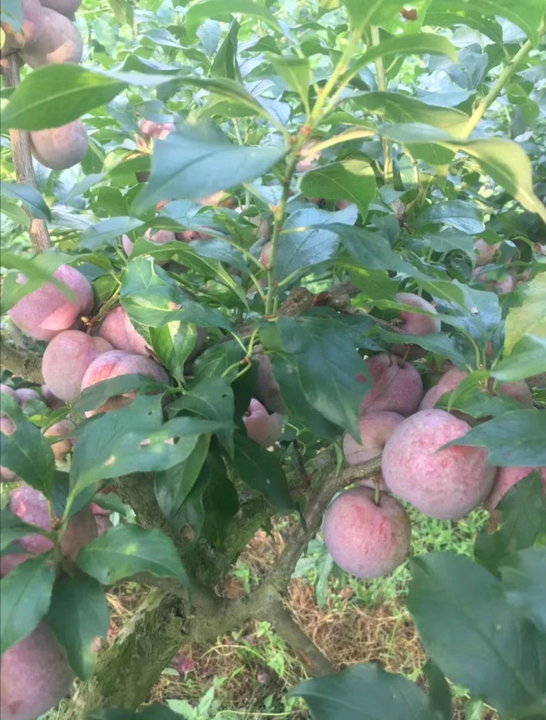  银妃三华李苗李子苗