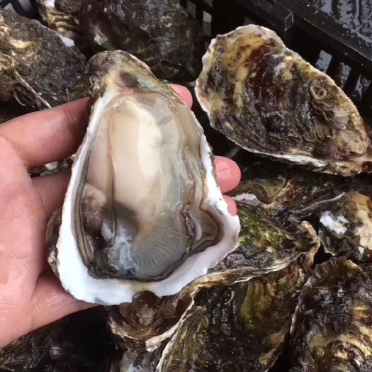 诏安县 福建生蚝 蚝头 蚝肉 牡蛎一手批发烧烤店