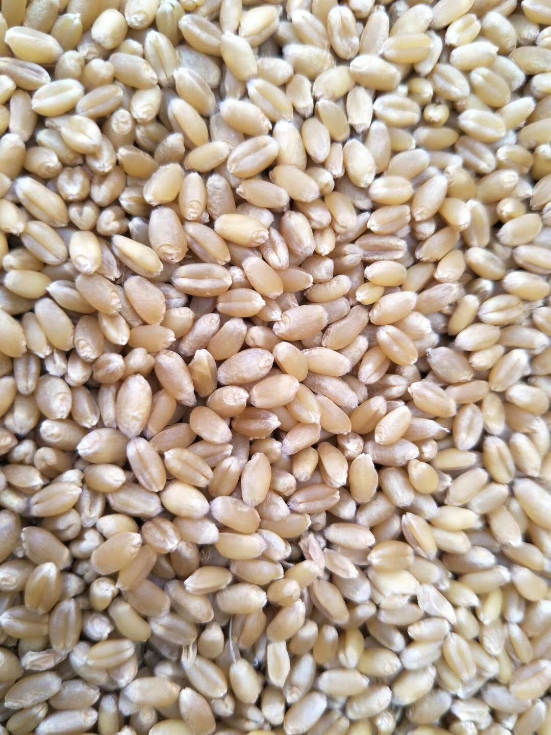 先玉335玉米粒  净粮小麦质量保证，