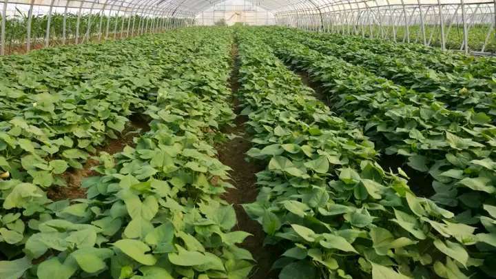 普薯32红薯苗 脱毒西瓜红红薯苗育苗基地，量大从优