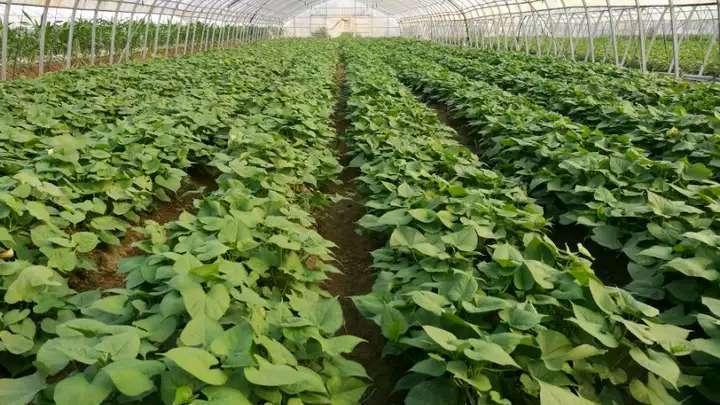 普薯32红薯苗 脱毒西瓜红红薯苗600亩育苗基地，量大从优