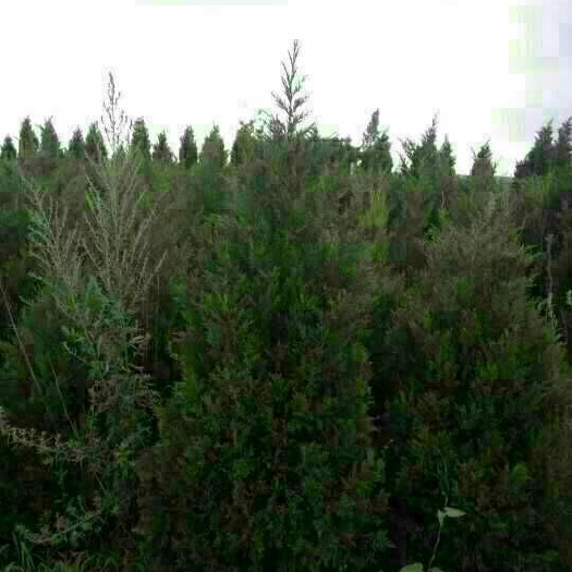 青州市蜀柏 蜀侩