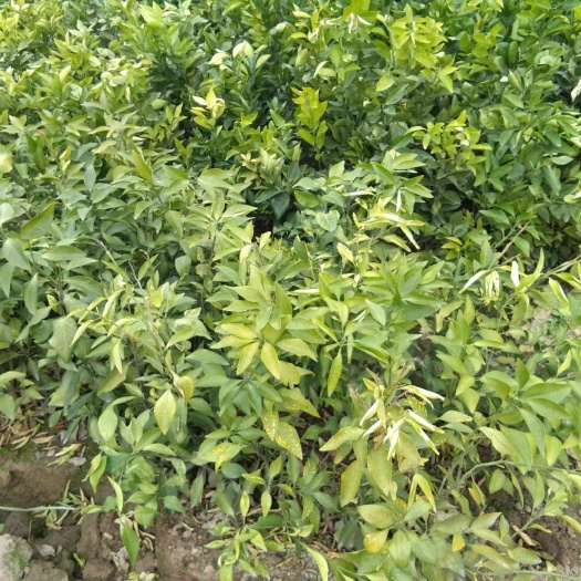 公安县 正宗纽荷尔脐橙苗