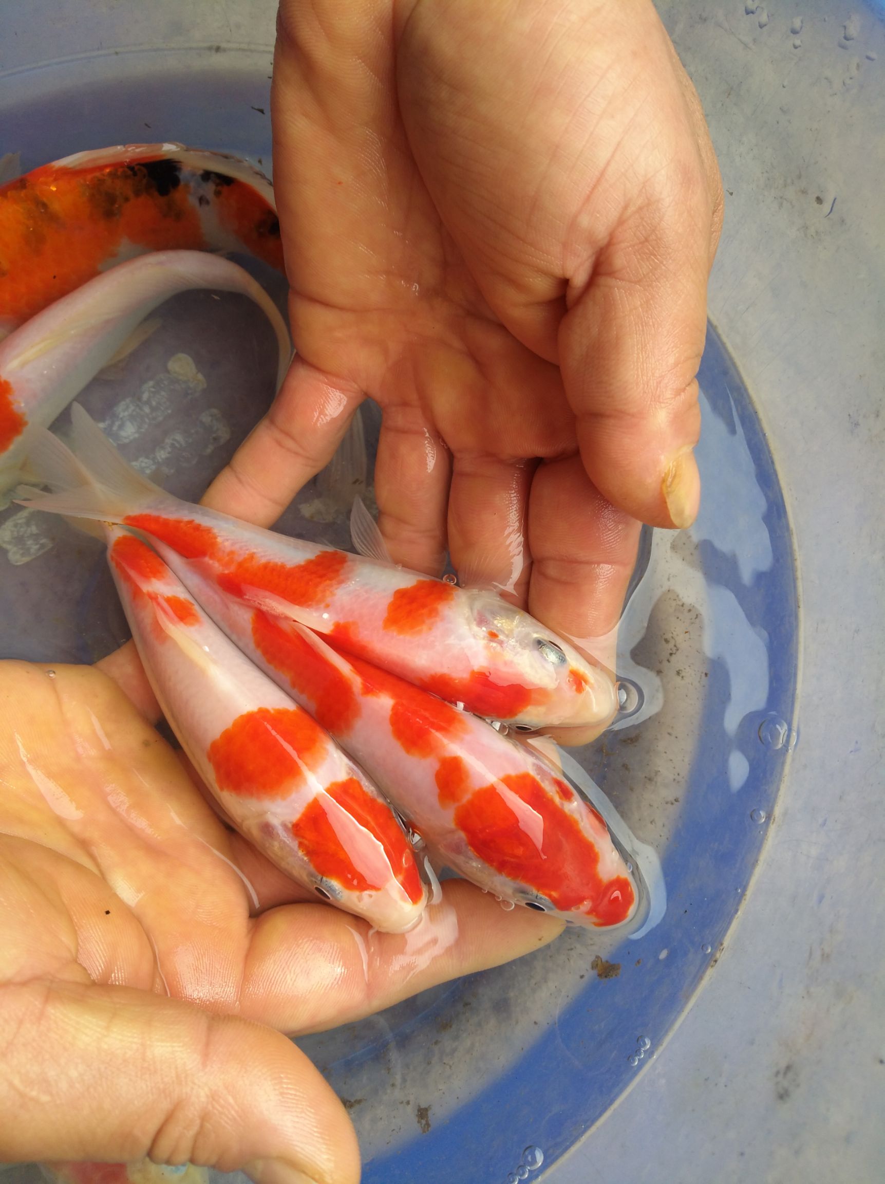  唐海锦鲤   日本锦鲤苗