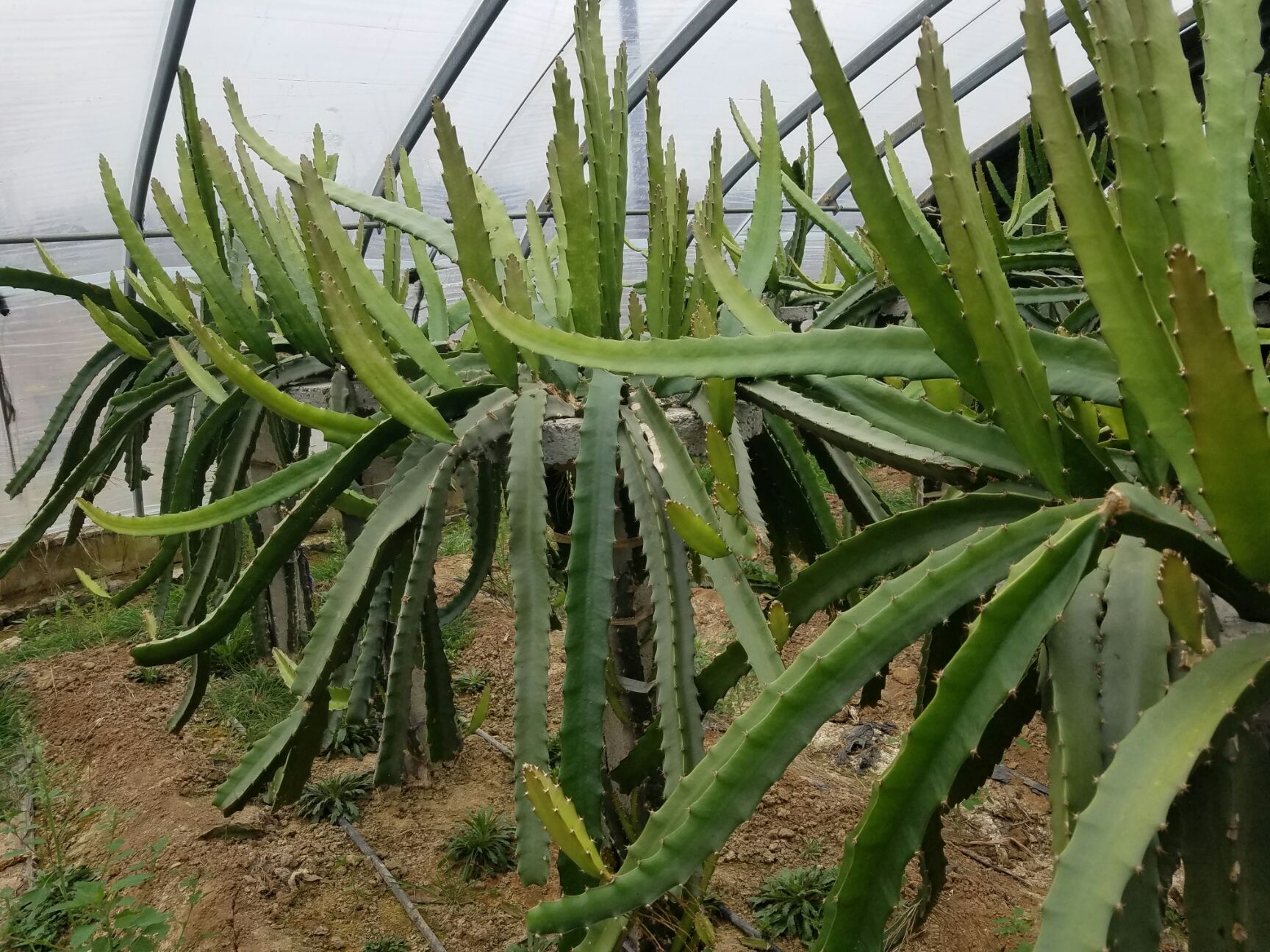  红心火龙果苗，枝条