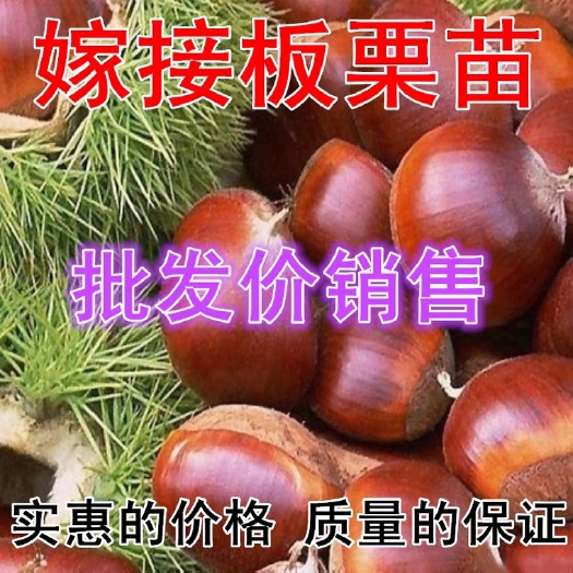 平邑县 嫁接大红袍板栗苗 丰产 包品种包成活！！死苗免费补发全国包