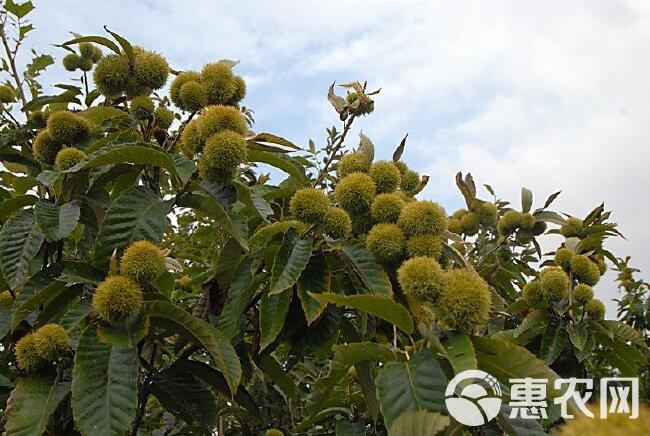  大红袍板栗树苗 全国包邮 南北方可种植