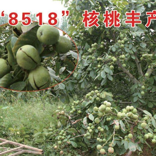 平邑县 薄皮核桃苗嫁接成品苗
