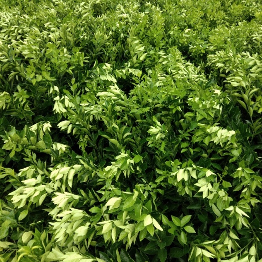 秀山 纽荷尔脐橙苗，种纽荷尔脐橙是当下果农好的选择，口感好，奈储