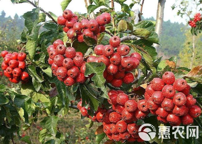  大棉球山楂苗歪把子山楂嫁接苗大绵球山楂树苗南北方种植当年结果