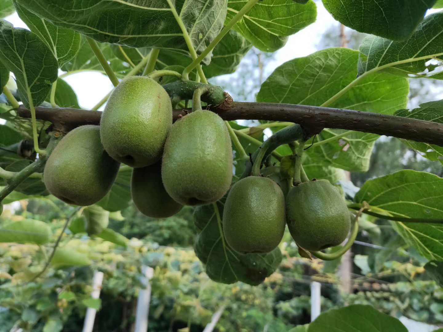 苍溪县苍溪红心猕猴桃苗 嫁接果树苗包邮基地直发，包结