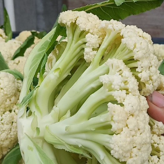 蔬菜大棚