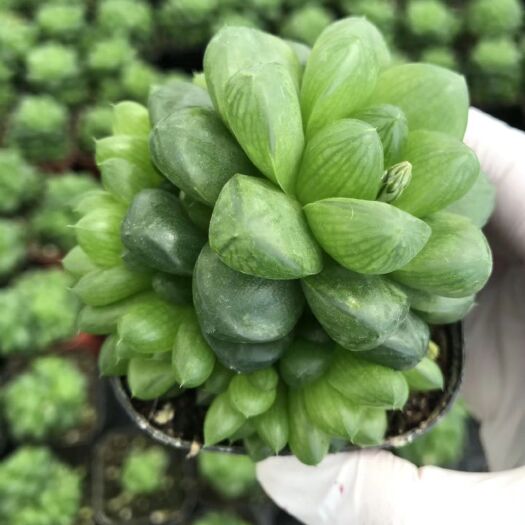  草玉露、杯口直徑6.5CM、63裝/件、2.5元/杯