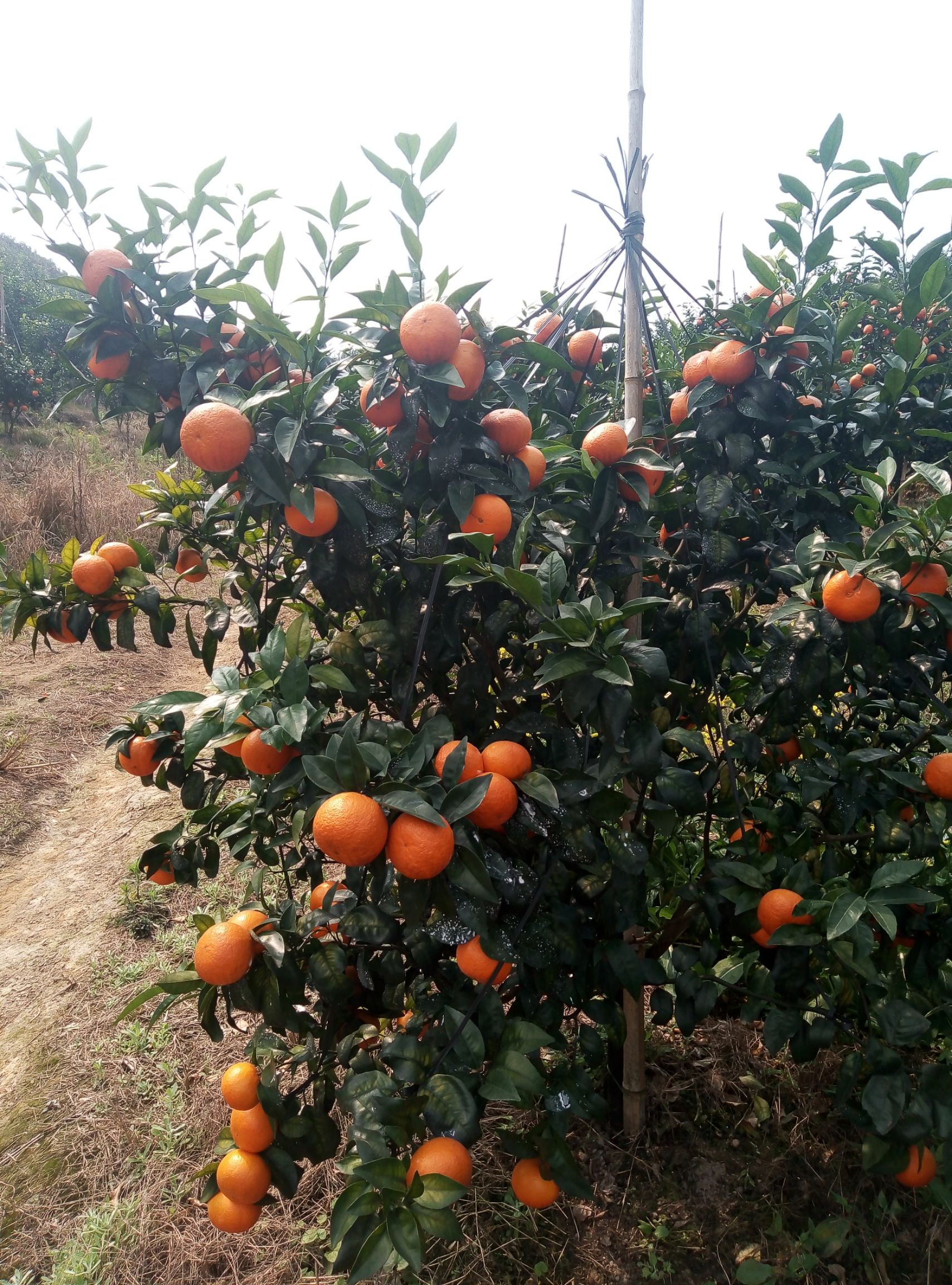  沃柑专业代办——桂林市沃柑