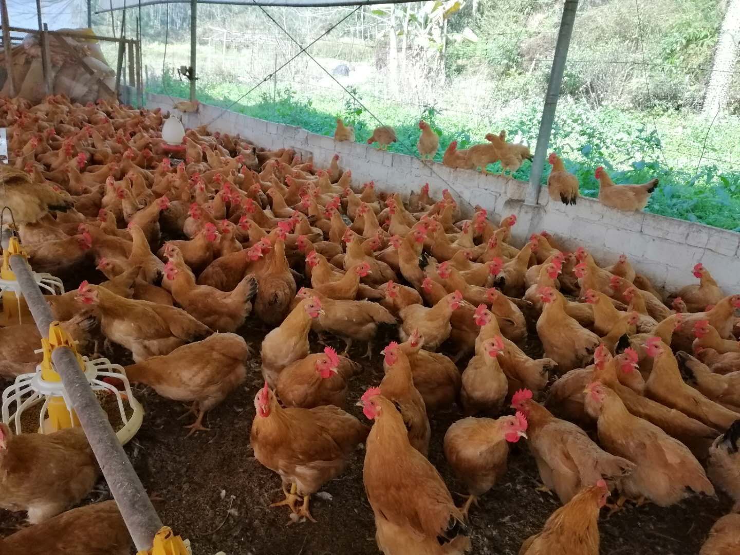  新兴温氏足日肉鸡优项3.5斤重土鸡麻黄项清远鸡奄鸡