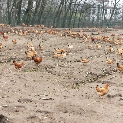 铜陵土鸡蛋  中国土蛋