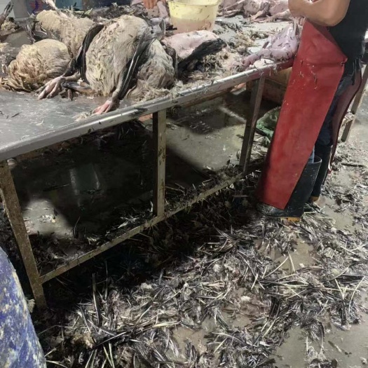 佛山 新鲜宰杀当天发货黑棕鹅 烧腊原材料