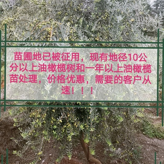 陇南 油橄榄苗
