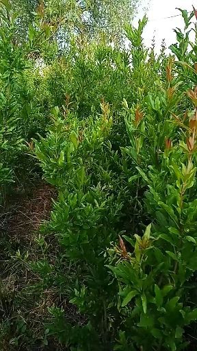 枣庄 甜石榴树苗