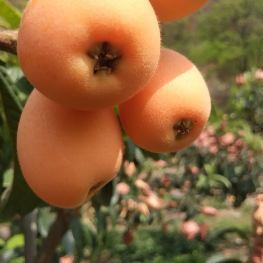 德昌县米易枇杷  大凉山枇杷