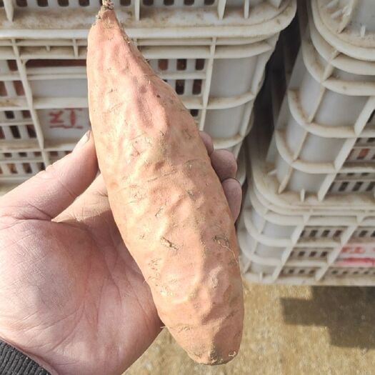 蒙阴县 纯烟薯25 个个精品  对接各大平台  各种规格