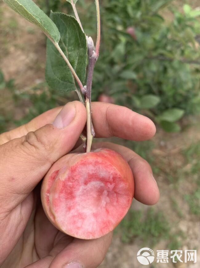 红肉苹果树苗 新品种苹果苗