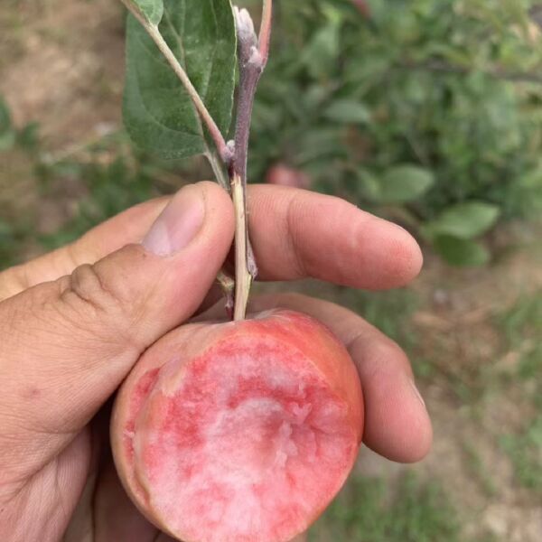 红肉苹果树苗 新品种苹果苗