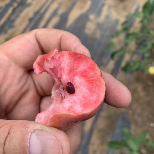 泰安红肉苹果树苗 新品种苹果苗