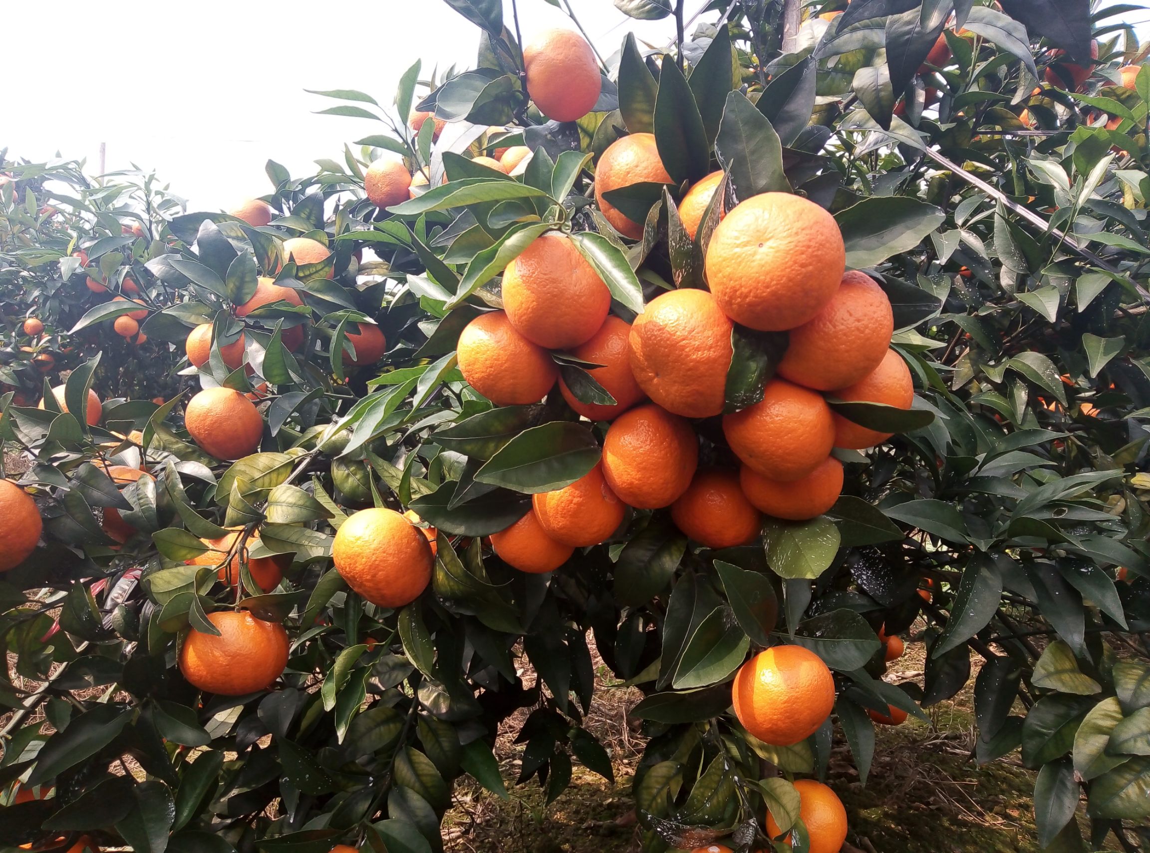  沃柑专业代办——桂林市沃柑