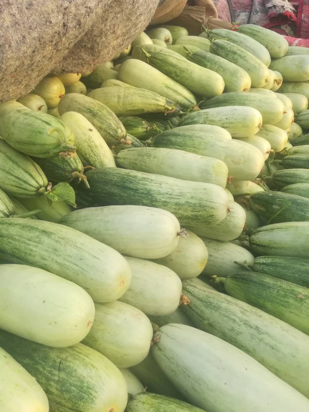 羊角脆甜瓜 诚实代办为你服务，承接个大平台