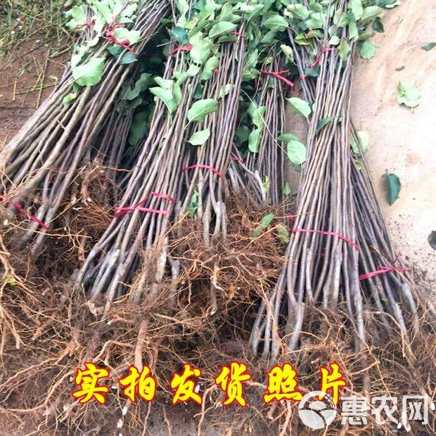 鲁丽苹果苗 优质品种嫁接苹果苗鲁丽 烟富苗圃直发包品种包成活全国包邮！！