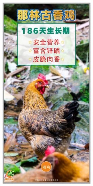 玉林鸡肉类 好食材不需要调料