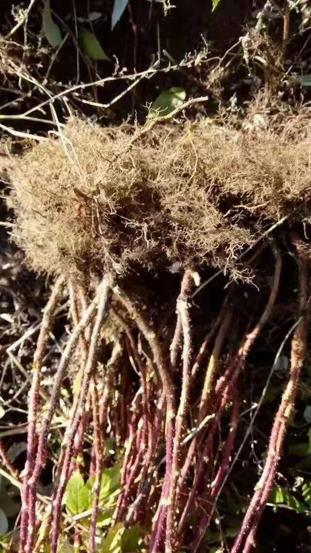 树莓苗双季树莓苗红树莓苗新树莓苗新起苗适合大面积种植