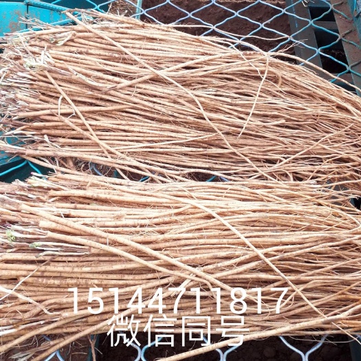 赤峰内蒙赤峰黄芪种苗  优质黄芪苗现货