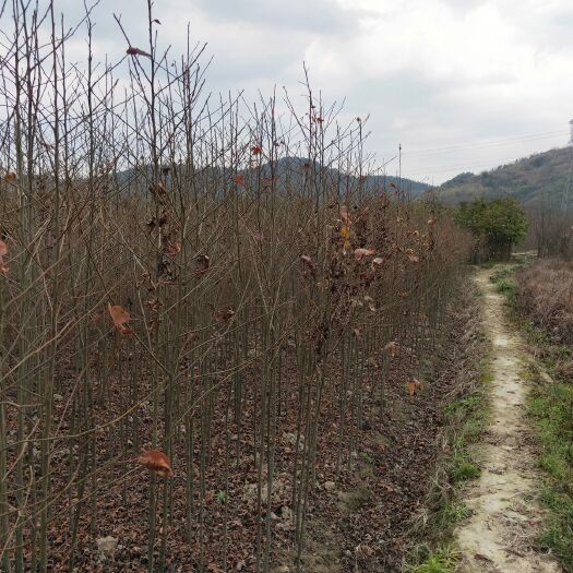 九江枫香苗 九江一帆苗木基地大量供应0.5---5公分枫香小苗