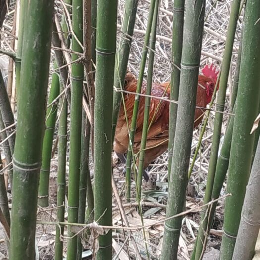 沭阳县白条鸡 散养土鸡，走地鸡，