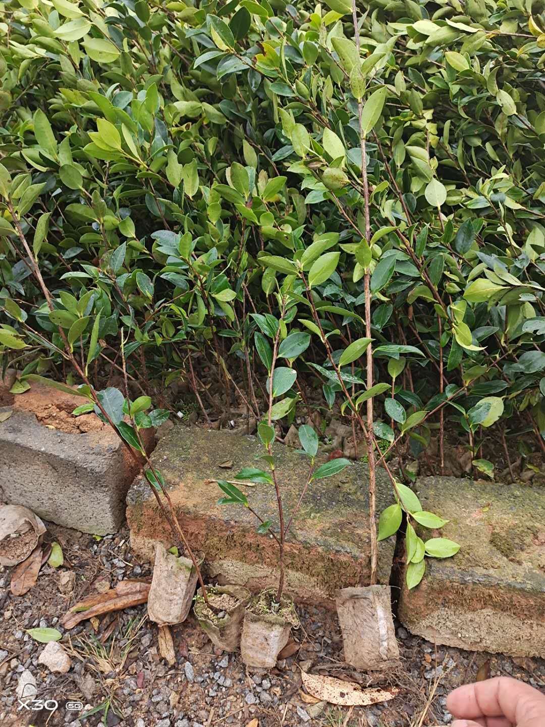 [油茶树苗批发]油茶苗 软枝油茶树苗嫁接苗价格3