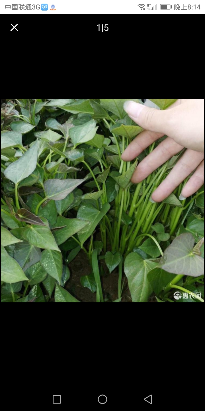 烟薯25号红薯苗  主要销售龙薯九，烟薯25，不包邮