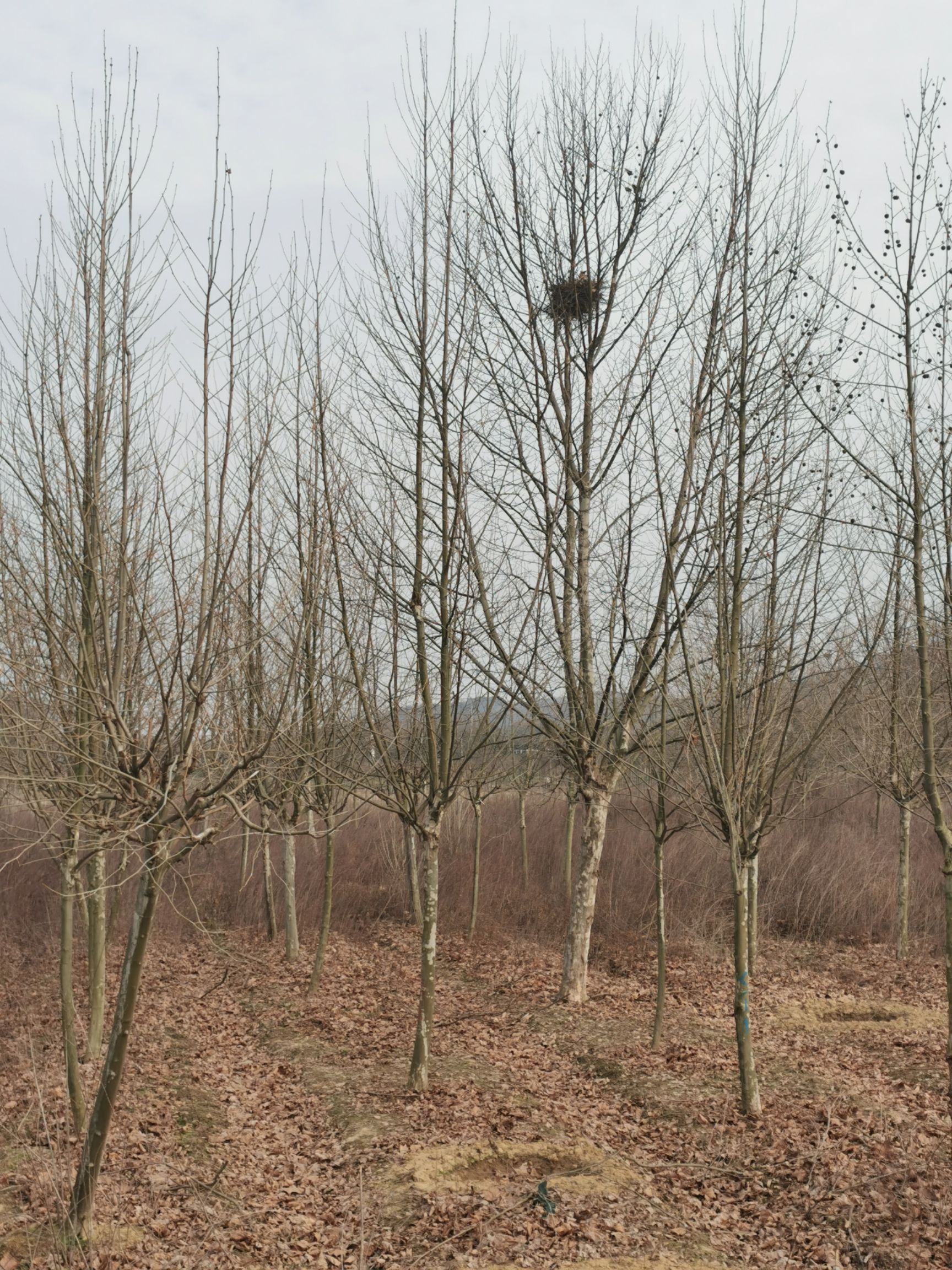 法国桐树 12-14公分法桐