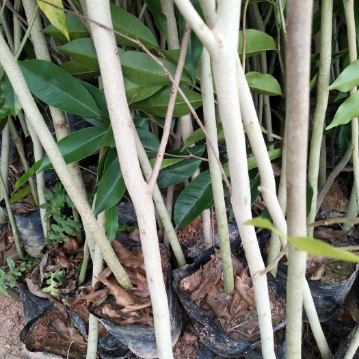 灵山县白木沉香低苗