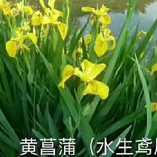 青州市 黄菖蒲，水生鸢尾