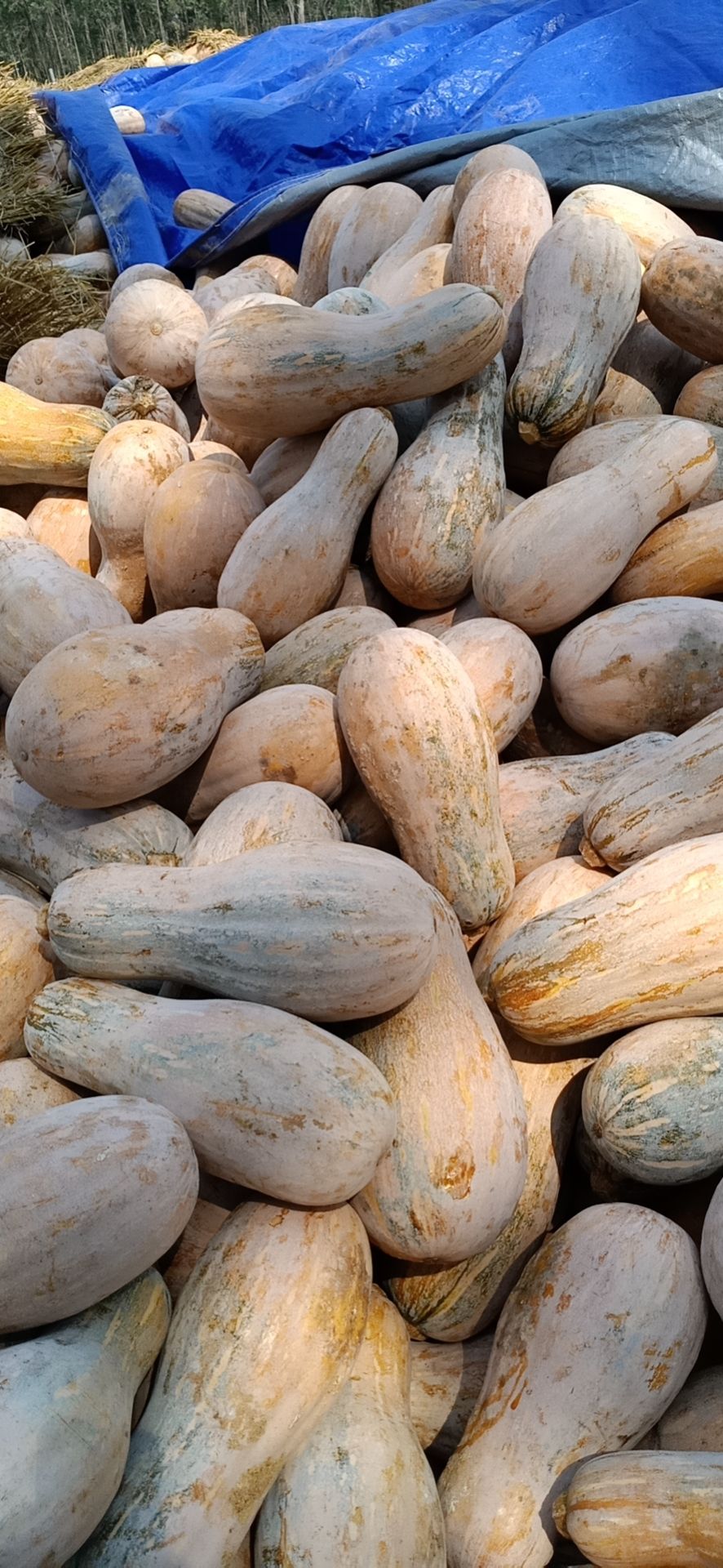 湖南常德汉寿密本南瓜火热抢货中